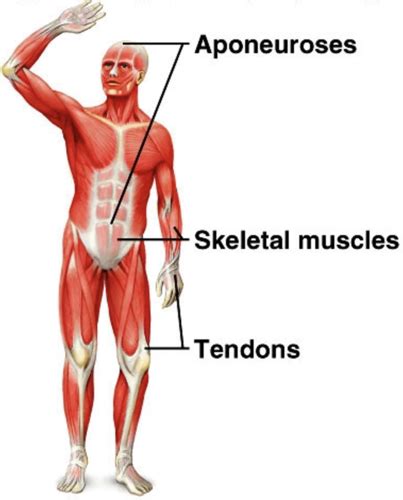 Physio Exam Muscular System Flashcards Quizlet