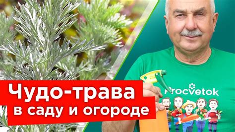 Полынь: для чего полезна и как использовать