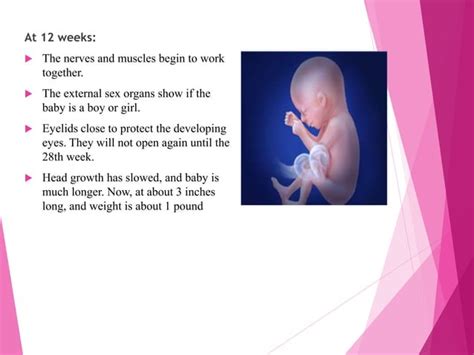 Pregnancy & Different Stages | PPT