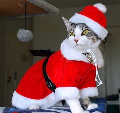 109 Cats Celebrating Christmas Christmas Cats Christmas Animals Cat