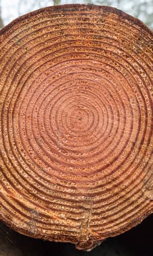 Varves Tree Rings And Radiocarbon Prove Old Earth Answers Research