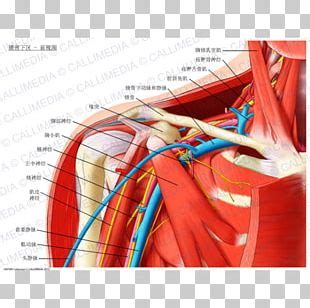 Forehead Anatomy Supratrochlear Artery Supraorbital Artery Physiology ...