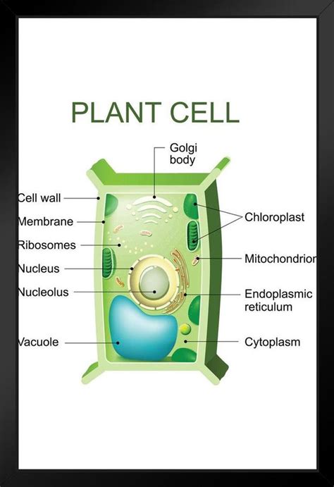 Plant Cell Poster