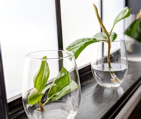 How to Root Indoor Plant Cuttings Easily and Quickly