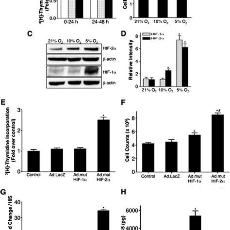 Effects Of Hypoxia And Hypoxia Inducible Transcription Factors Hifs