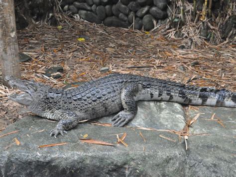 Crocodylus Mindorensis Philippine Crocodile In Avilon Zoo