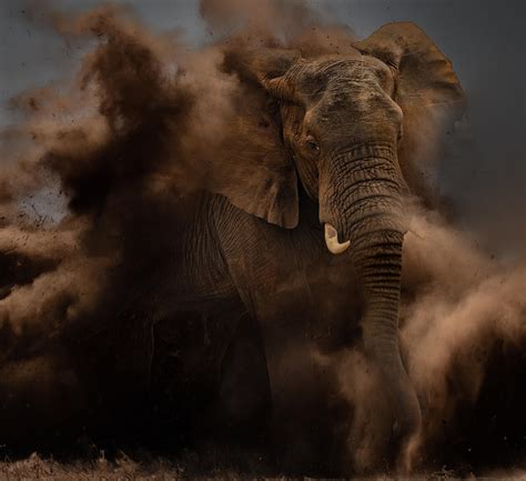 Death Out Of The Dust Photograph By Peet Van Den Berg Fine Art America