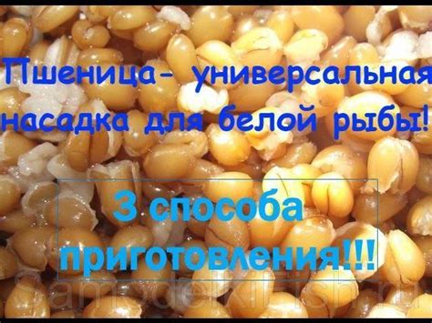 Пшеница для рыбалки: как приготовить насадку или прикормку из пшеницы