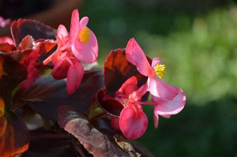 Бегония садовая: посадка и уход, фото, сорта, размножение, выращивание ...