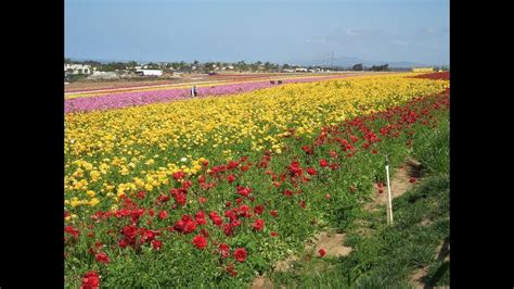 The Flower Fields At Carlsbad Ranch Carlsbad California Usa Flower