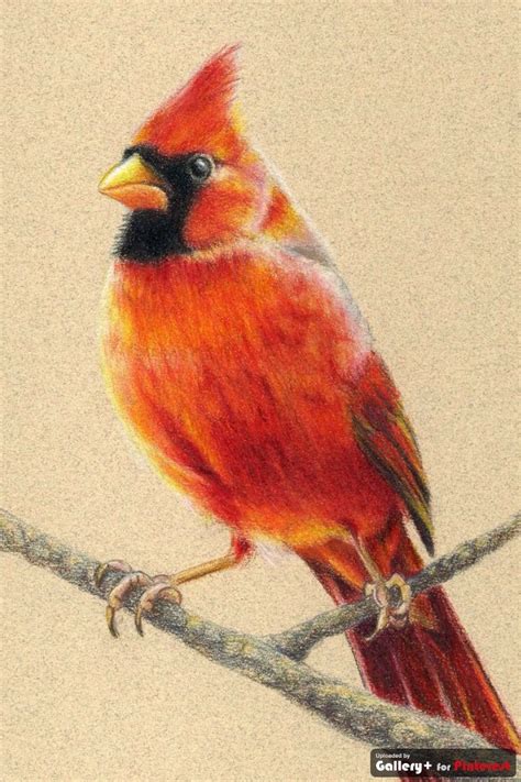 Cardinal Bird Drawings Cardinal Birds Art Bird Art