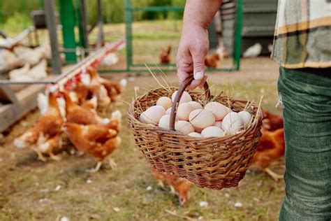 Granjero Con Cabra Con Huevos En Pollo Granja Ecol Gica Granja De