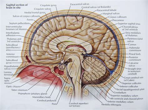 Brain Anatomy Wallpapers - Top Free Brain Anatomy Backgrounds ...