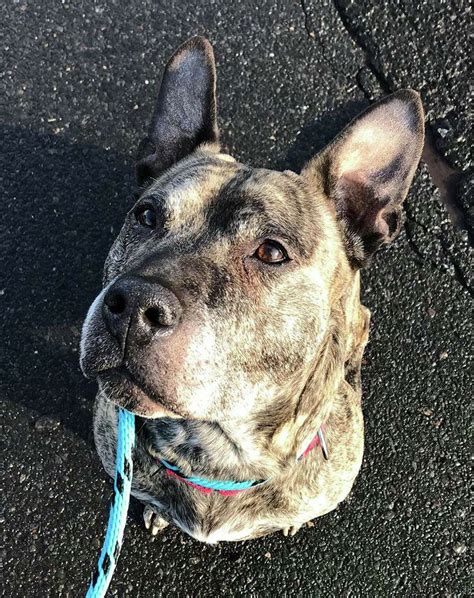 Forever Home Sought For Dog After Year At Hamden Shelter