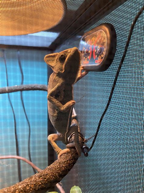 Monitoring his habitat : r/Chameleons