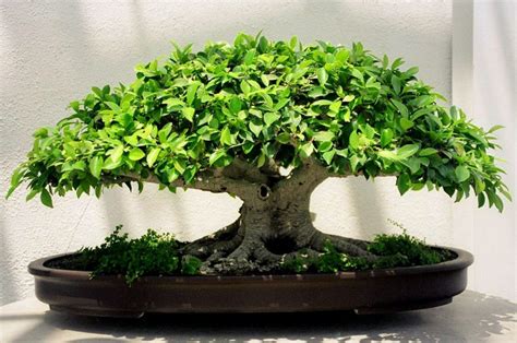 Bons I De Ficus Retusa