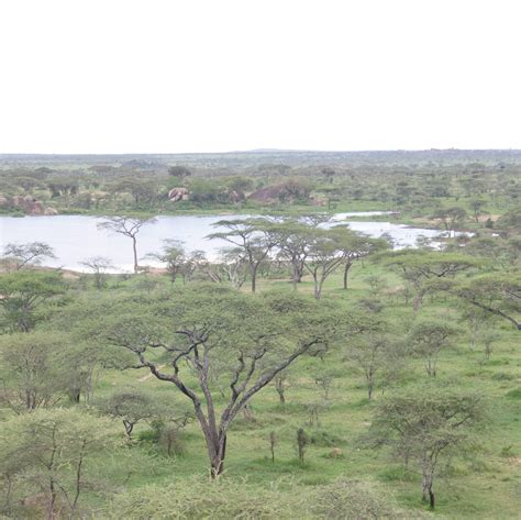 Serengeti Migration area | Tanzania safaris | Expert Africa