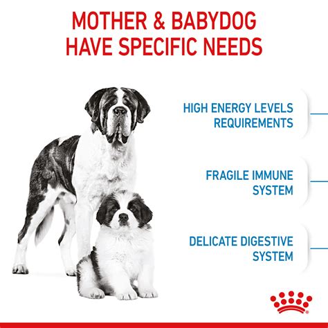 ROYAL CANIN GIANT Starter für tragende Hündin und Welpen sehr großer Rassen