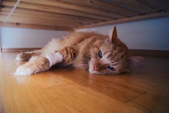 6 Symptoms of a Dying Cat | LoveToKnow