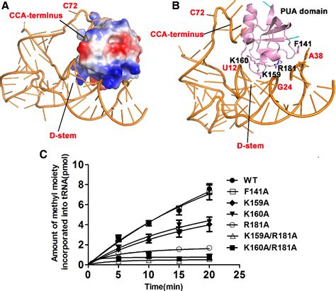 Figure 5 From Structural Basis For Substrate Binding And Catalytic