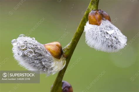 Close Up Of Dew Drops On A Pussy Willow Plant Salix Caprea SuperStock