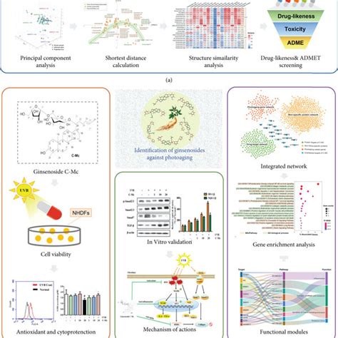 Schematic Diagram Illustrating In Silico Methodology And In Vitro Download Scientific Diagram