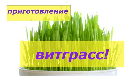 НАПИТОК ВИТГРАСС ПРИГОТОВЛЕНИЕ - YouTube