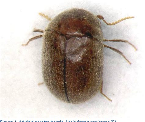 Pdf Cigarette Beetle Lasioderma Serricorne F Insecta Coleoptera