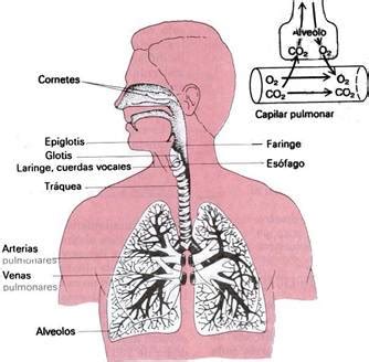 FIBROSIS PULMONAR GRUPO DE AYUDA Conoce Como Funciona El Aparato