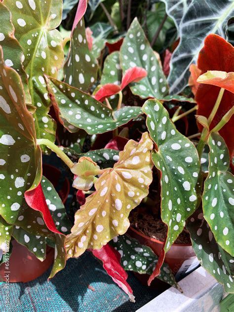 Foto De Bellissima Begonia Maculata Tropicale Pianta Ornamentale Dalle