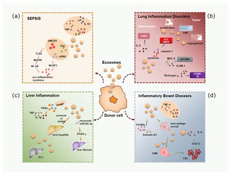 Cells Free Full Text The Role Of Exosomes In Inflammatory Diseases