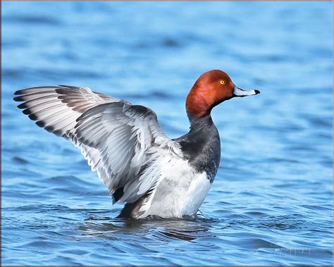 Redhead Duck | Trogography