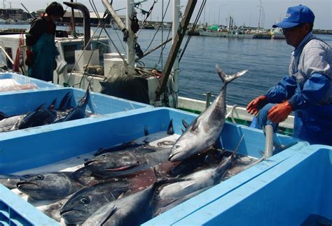 Japan to regulate net fishing of bluefin tuna - Nikkei Asia