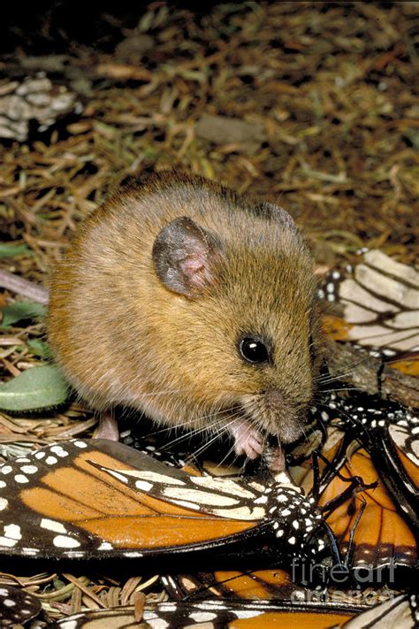 Harvest Mouse Eating Monarchs Photograph by Gregory G. Dimijian - Fine ...