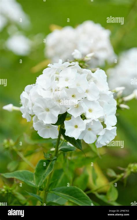 Phlox Paniculata White Admiral Perennial Phlox White Admiral