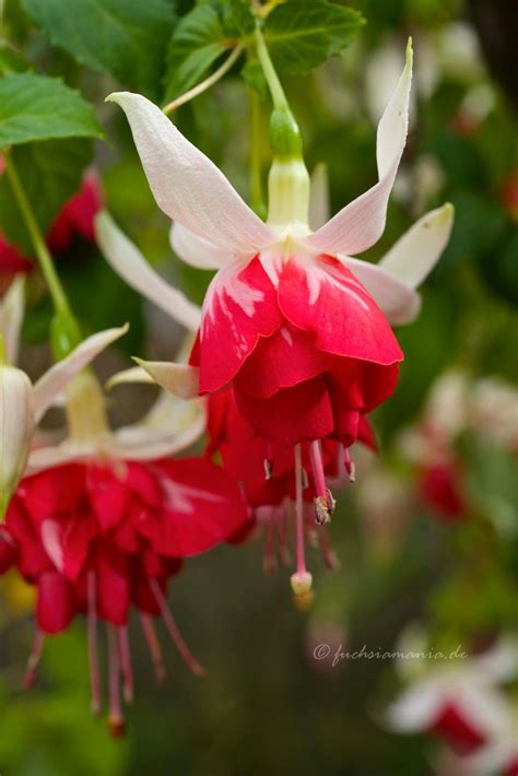 Fuchsia Veenlust – Fuchsia of the Week 44/2014 | FuchsiaMania