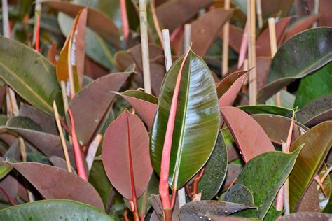 Как цветет фикус (12 фото): цветение фикуса Бенджамина в домашних ...