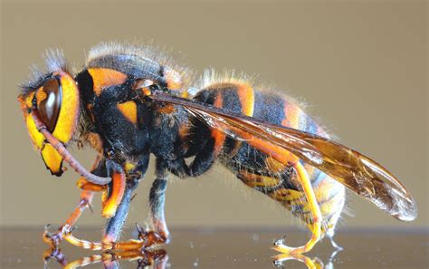 14 Best Asian Giant Hornet Facts