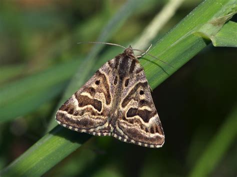 Trick Or Treat Discover 10 Magical Moths For Halloween Butterfly