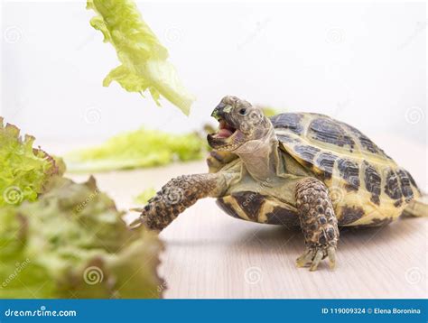 La Tortuga Come La Lechuga Verde Reptil Verdes Foto De Archivo