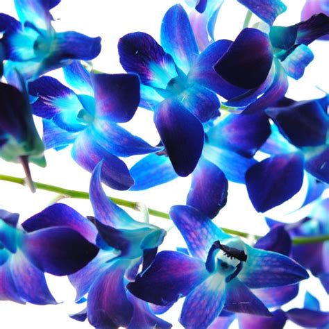 Blue and Purple Orchids Wallpapers on WallpaperDog