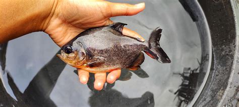 ikan bawal en la mano cría de parastromateus niger en estanques