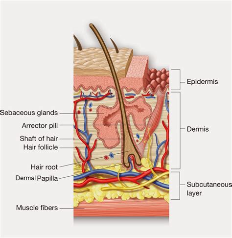 Label The Structure Of The Hair Follicle