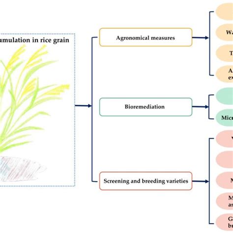 The Main Strategies For Reducing Cd Accumulation In Rice Grains