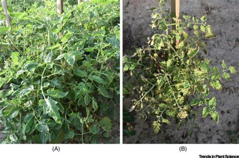 Tomato Yellow Leaf Curl Virus Impact Challenges And Management