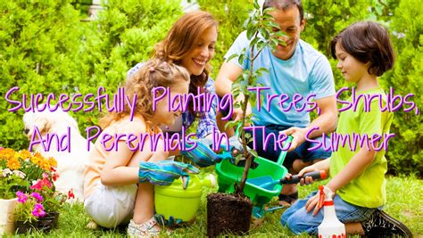 Successfully Planting Trees Shrubs And Perennials In The Summer