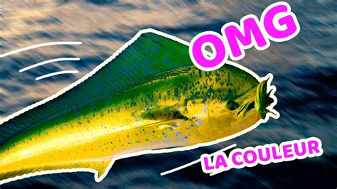 On pêche une ENORME dorade coryphène au large de la Guadeloupe YouTube