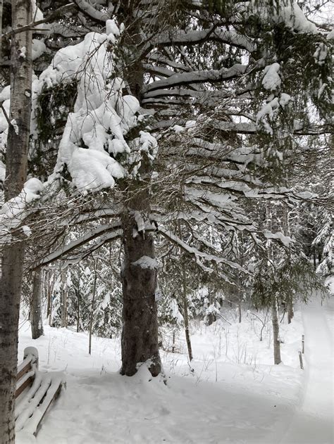 Pin By Carole Turgeon On Paysage Sentier Outdoor Snow