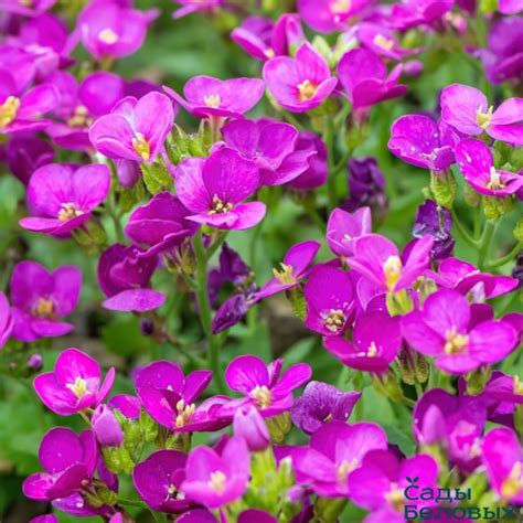 Арабис кавказский Литл Треже Дип Роуз - Сады Беловых