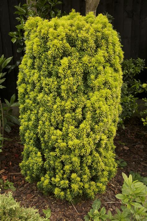 Taxus Baccata Standishii Standish Yew We Are Posting A Flickr